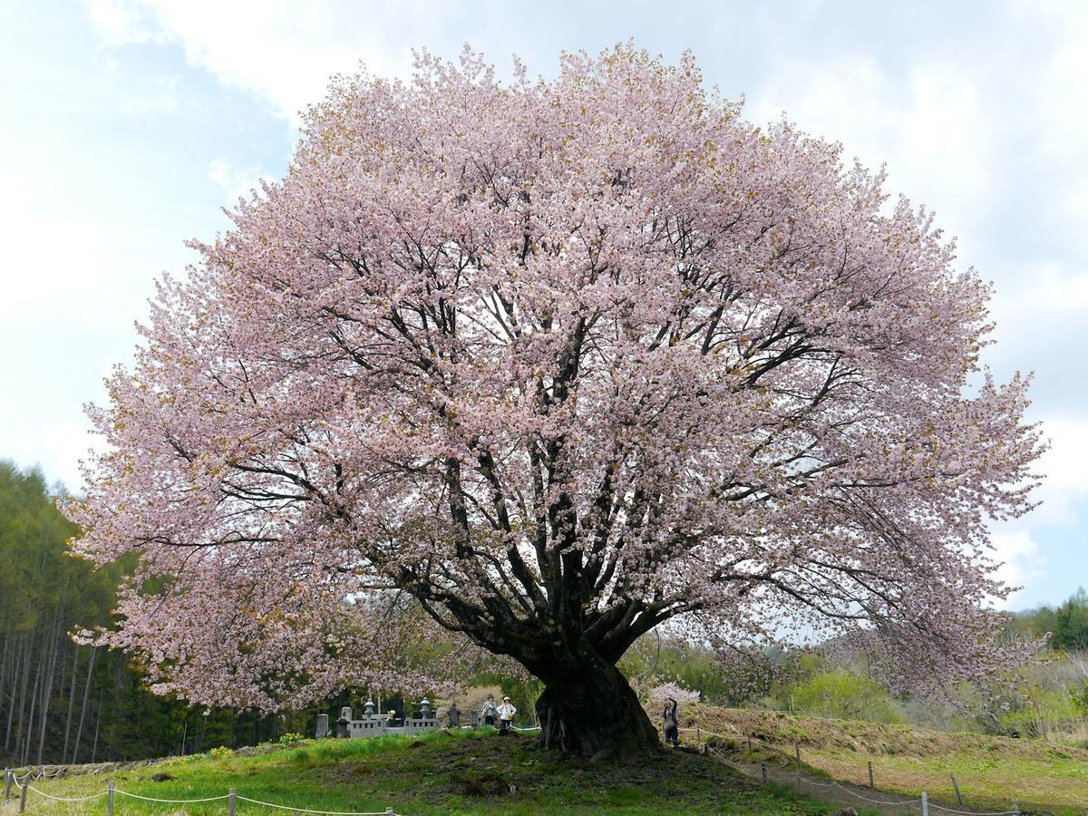 Pension Green Field Katashina Eksteriør billede